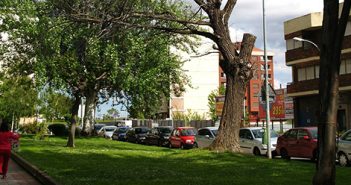 Árbol seco en Lobete, Logroño.